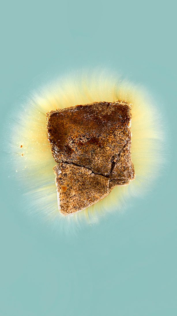 Cappuchino
