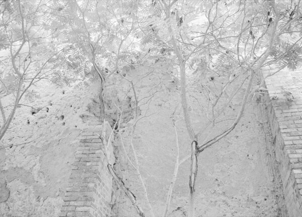 Mauerwerk und Essigbaum